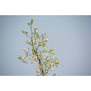 Organic Moringa Leaves